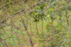 Bambusa arundinacea